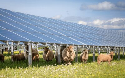 Groene kansen voor de Bommelerwaard