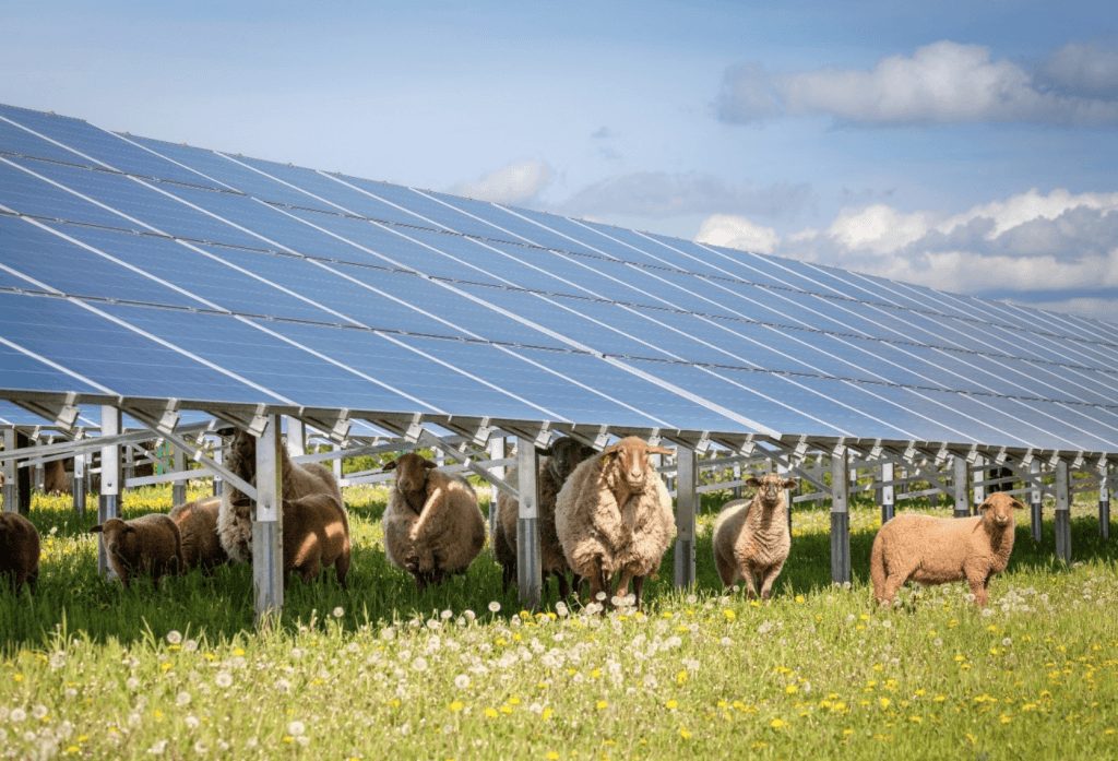 energierijke-natuur Groene kansen Bommelerwaard