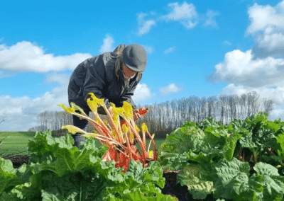 LokaalBommel: Vers, lokaal en rechtstreeks van de boer